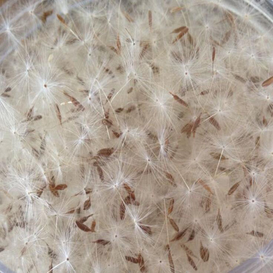 100pcs Mini White Dried Dandel - Jewelry Making 3 Year Old 评论和价格